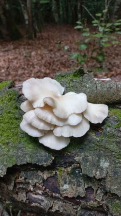 20250910_125435_Pleurotus pulmonarius 2.jpg