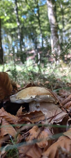 20250930_123218_Boletus reticulatus.jpg