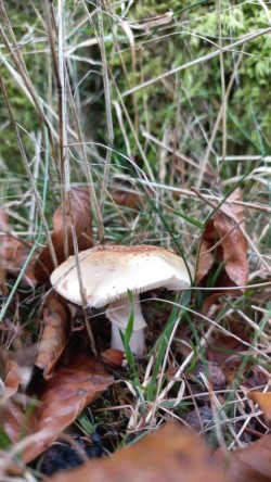 20250909_172647_Amanita rubescens.jpg