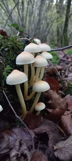 20251028_174535_Hypholoma fasciculare.jpg