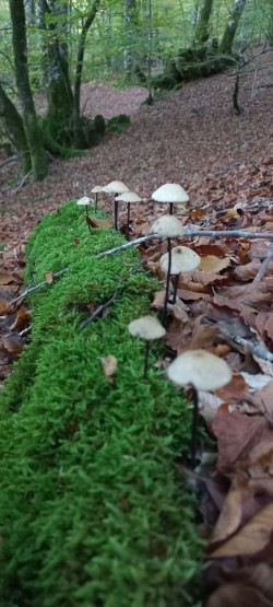 20251028_165923_Mycetinis alliaceus.jpg