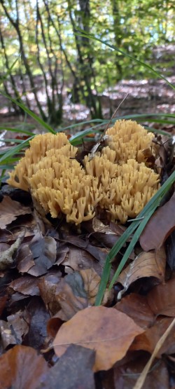 20251028_135754_Ramaria sp..jpg