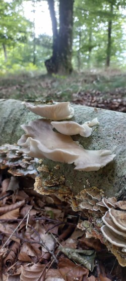 20250902_Pleurotus ostreatus.jpg