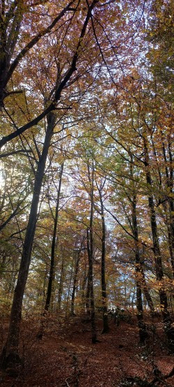 20251112_12132020251112_121311_Hayedo Zazpiturrieta.jpg