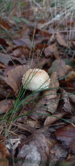 20250923_113205_Amanita rubescens.jpg