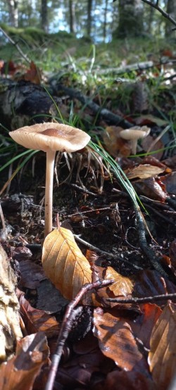 20250923_111743_Hymenopellis radicata.jpg