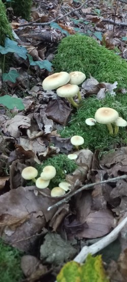 20251007_181734_hypholoma fasciculare.jpg