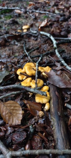 20250916_122343_Cantharellus pallens.jpg