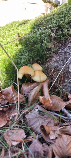 20251118_130602_Hypholoma fasciculare.jpg