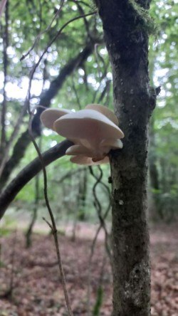 20250908_165943_Pleurotus pulmonarius.jpg