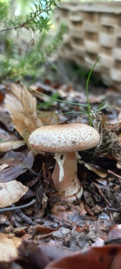 20250923_110055_Amanita rubescens.jpg