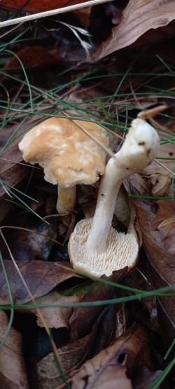 20251104_115134_Hydnum rufescens.jpg