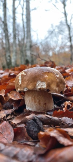 20251117_112004_Boletus edulis.jpg