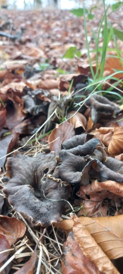20251111_122901__Craterellus cornucopioides.jpg