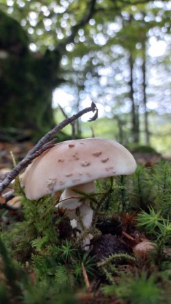 20250909_173730_Amanita rubescens 2.jpg
