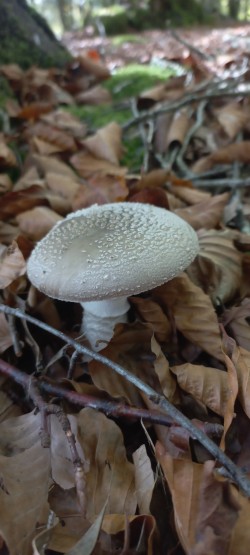 20251014_122539_Amanita excelsa.jpg