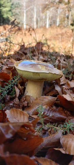 20251118_122011_Boletus edulis.jpg