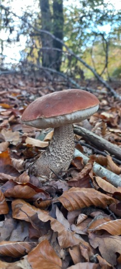 20251104_135025_Leccinum quercinum.jpg