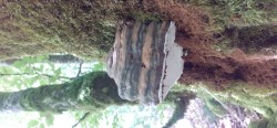 20250624_122652_Fomes fomentarius.jpg