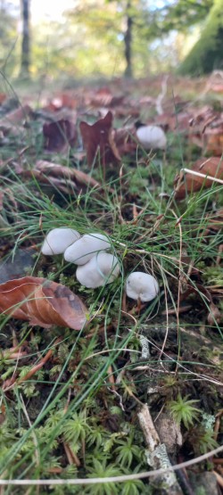 20251007_115916_Clitopilus prunulus.jpg
