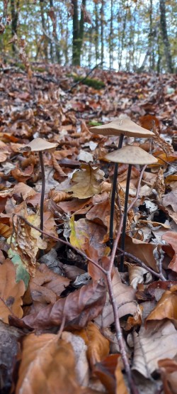 20251104_134856_Mycetinis alliaceus.jpg