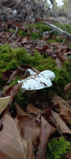20251029_125541__Tricholoma columbetta.jpg