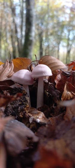 20251112_121436_Mycena pura.jpg