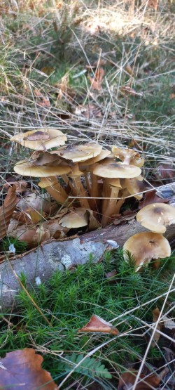 20251008_112555_Armillaria mellea.jpg
