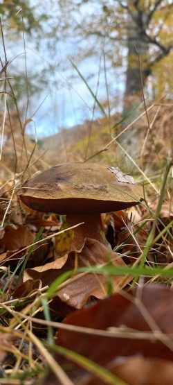 20251111_121848_Neoboletus erythropus.jpg