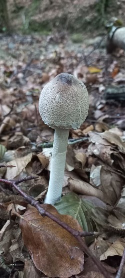 20251008_105852_Macrolepiota mastoidea.jpg