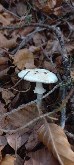 20251014_112928_Amanita citrina.jpg