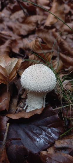 20251104_122703_Lycoperdon perlatum.jpg