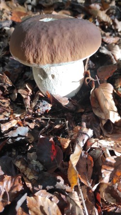 WhatsApp Image 2025-10-28 at 15.51.41_Boletus edulis.jpeg