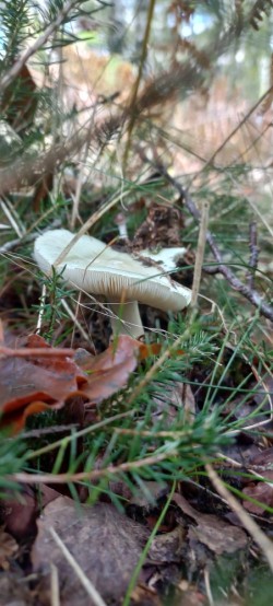 20250923_114203_Amanita citrina.jpg