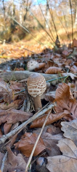 20251118_133713_Macrolepiota procera.jpg