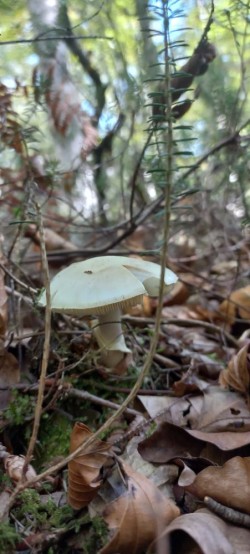 20250930_115031_Amanita citrina.jpg