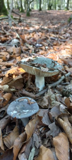 20251014_120722_Russula cyanoxantha.jpg