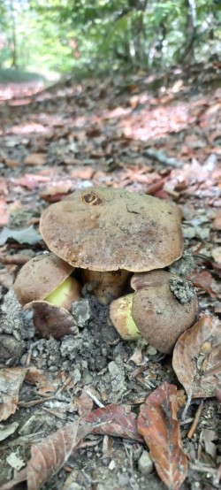 20250916_134317_Boletus appendiculatus.jpg