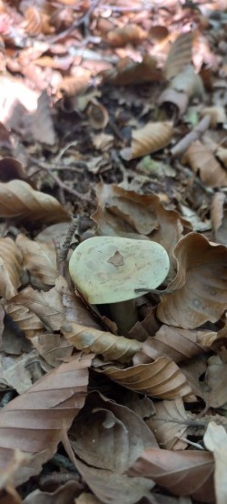 20250930_121543_Lactarius blennius.jpg