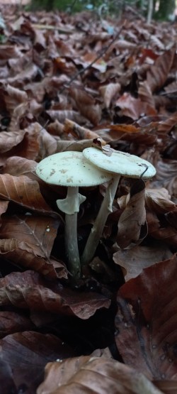 20251029_130718_Amanita citrina.jpg