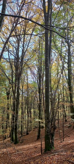 20251112_121311_Hayedo Zazpiturrieta.jpg