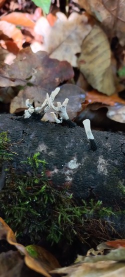 20251028_140538_Xylaria hypoxylon.jpg