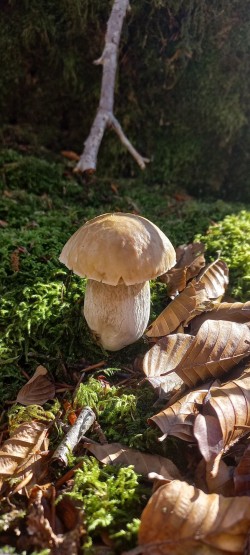 20251118_115340_Boletus edulis.jpg