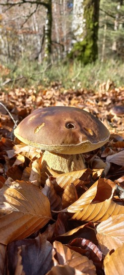20251118_121509_Boletus edulis.jpg