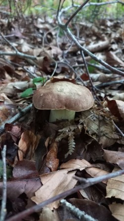 20250910_125206_Boletus appendiculatus.jpg