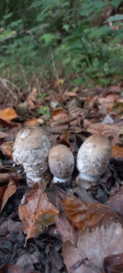 20251008_105602_Coprinus comatus.jpg