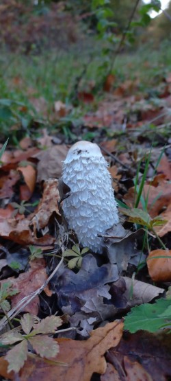20251028_172844_Coprinus comatus.jpg