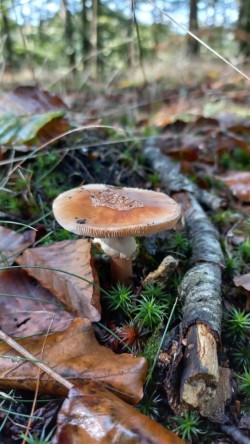 20250916_111922_Amanita rubescens.jpg