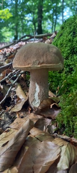2025-06-24 at 13.51.42_Boletus reticulatus (Aitor Babon).jpeg