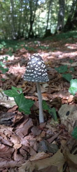 WhatsApp Image 2025-10-02 at 14.50.20 Coprinopsis picacea.jpeg